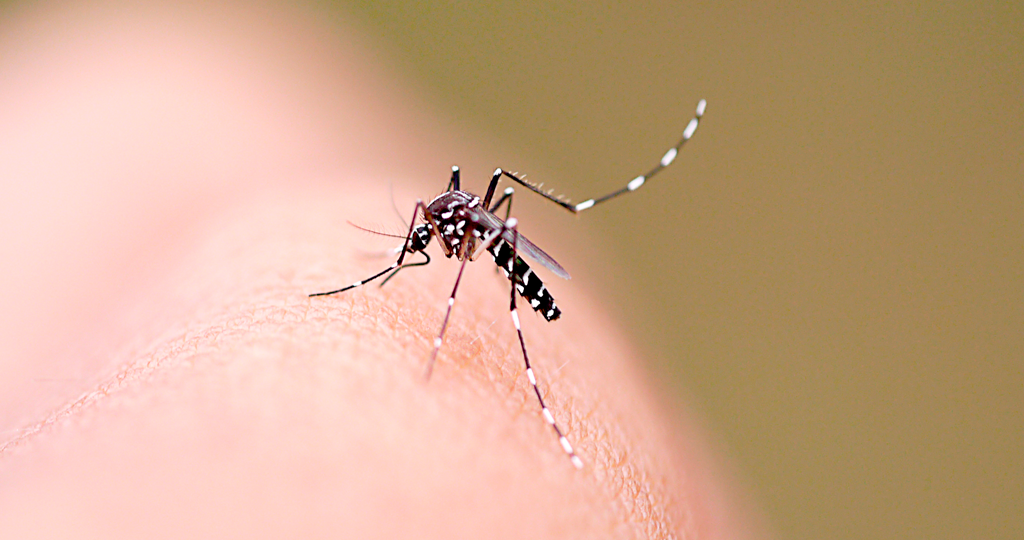 Casos de dengue aumentaram quase 290% no MA e mataram 9 maranhenses em 2015