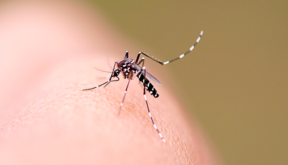Casos de dengue aumentaram quase 290% no MA e mataram 9 maranhenses em 2015